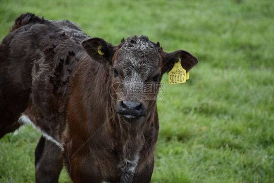 场地站在草原上的黑棕褐色鲜美小牛群常设华丽的图片