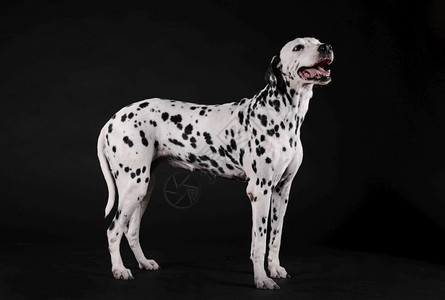 Dalmatian狗站在黑色背景上朋友们嘴一种图片