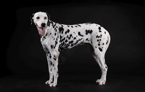 Dalmatian狗站在黑色背景上小狗犬类复制图片