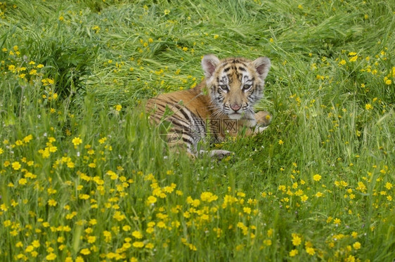 趴在草地里的小老虎图片