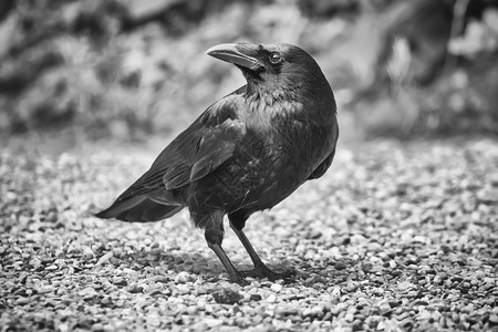 黑色和白普通乌鸦腐烂的corvusCorax站立在地面上常设科拉克斯动物群图片