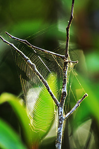 花园昆虫树枝上的蜘蛛网自然图片