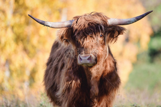 高地牛原产于苏格兰动物牧场品种图片