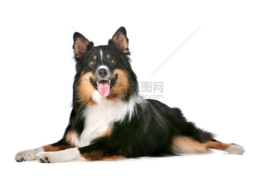 犬类纯种我是白背景面前的边境CollieBerferCollie牧羊犬图片