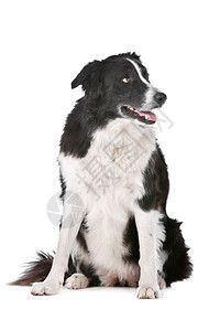 剪下白种背景面前的边境CollieBerferCollie牧羊犬宠物纯种图片