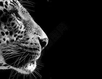 猫眼睛黑色和白孤立豹脸卡哺乳动物图片
