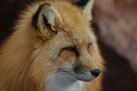 蓬松的自然哺乳动物一只红狐狸美丽的长鼻子图片