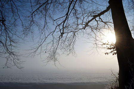 天空在荷兰瓦塞纳尔DeHorsten庄园的浓雾冬季风景中的树上雪冬天图片