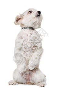 一种白色背景面前的混合品种狗白人背景面前的混合品种狗柔软度蓬松的图片