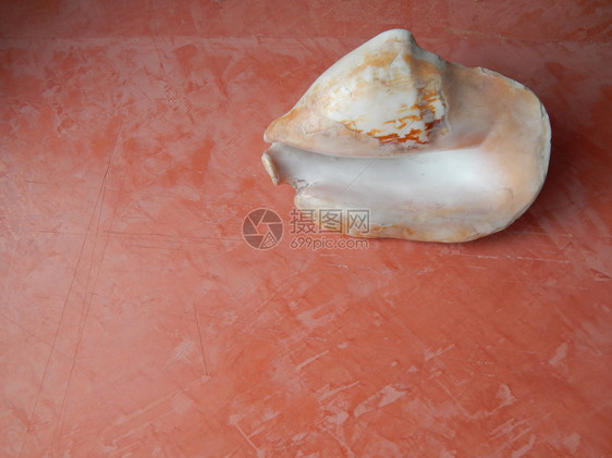 粉红背景的贝壳和海石细节滩抽象的图片