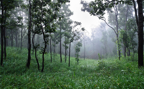 泰国雾中Diptercarp森林绿色户外有雾图片