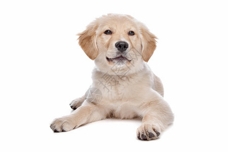 国内的猎犬拉布多检索器布多检索器在白色背景面前犬类图片