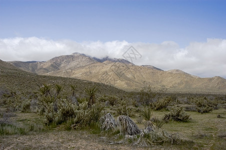 全罗沙漠风景中的乔拉和尤卡纳佩加利福尼亚图片