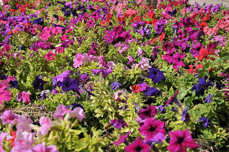 颜色装饰蒙特塞拉多彩花朵的美丽园绿色图片