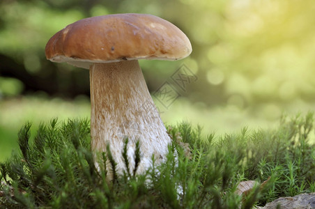 牛肝菌在丰富多彩的背景之下森林苔生长的美丽蘑菇猪肉棕色的木头图片