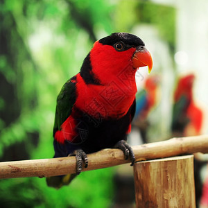 折衷主义户外动物园美丽的折衷鹦鹉特写图片