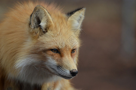黑耳朵红狐狸表情图图片