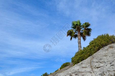 蓝色天空的热带符号棕榈树加那利岛绿色复制空间图片