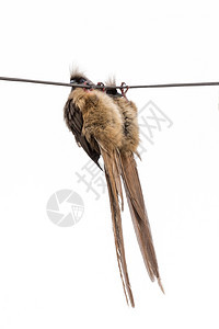 电缆灰色的力量两只长美丽尾巴被粉丝飞鼠鸟倒挂在电线上图片