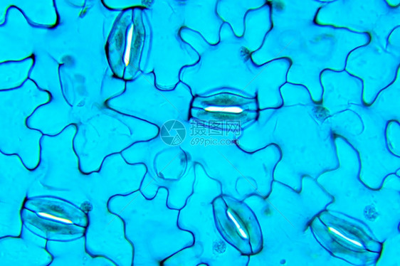 生物学显微照片细胞气孔ViciaViciafaba光学显微镜下图片