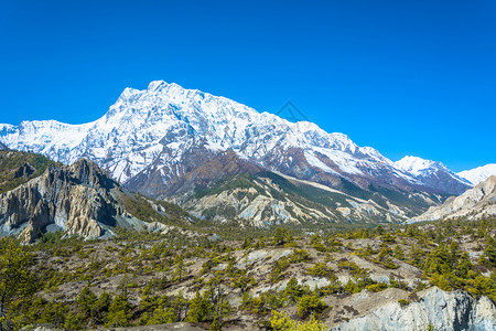 雪山和森林图片