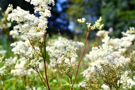 Meadowsweet或FilipendulaUlmaria开花芽植物梅多斯威特图片