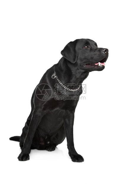 哺乳动物纯种白色背景面前的黑拉布多犬类图片