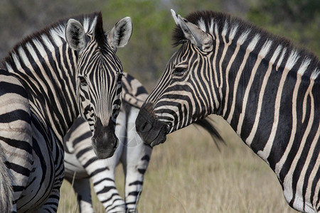 非洲博茨瓦纳北部萨武提地区的ZebraZebraEquusquigga平原挑牛者斑驴北方图片