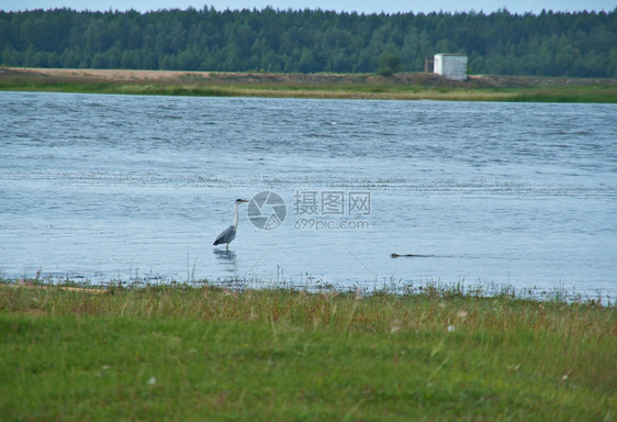 巴尔古津河漫滩灰鹭狩猎贝加尔湖海水图片