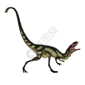 数字的在白色背景下咆哮的狄龙恐三维化身爬虫动物图片