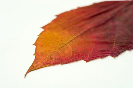 秋天的树叶背景图片