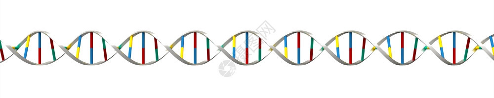 人类白色背景上的脱氧核糖酸结构体自然图片