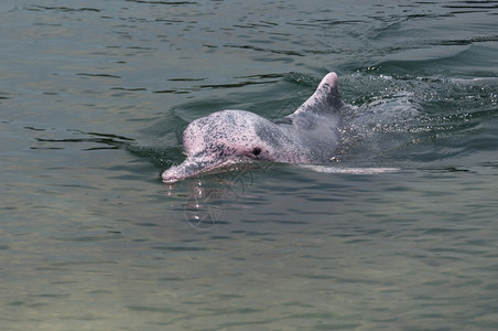 海洋野生动物河新加坡保护区极为罕见的粉红海豚图片