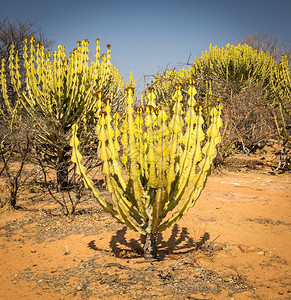 景观干燥非洲博茨瓦纳农村被称为Candelabra树形仙人掌的沙漠Euphorbia内凝胶乡村的图片