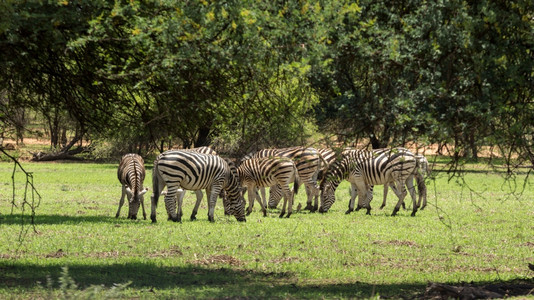 野生动物一群Zebras人在博茨瓦纳哈罗内狩猎保护区放牧荒野自然图片