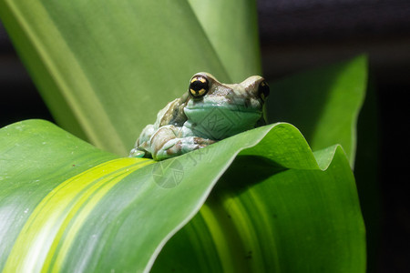 生物圈AmazonMilkFrogTrachycephalusresinifictrix户外动物图片