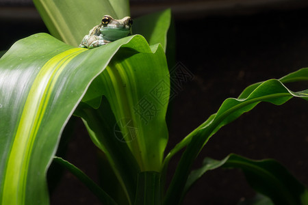 动物两栖巴西利亚AmazonMilkFrogTrachycephalusresinifictrix图片