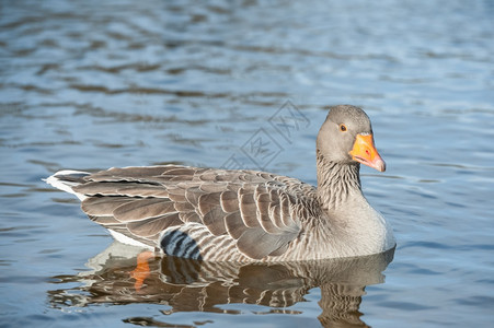 鸟类水一只埃及鹅被紧闭在湖上反射自然图片