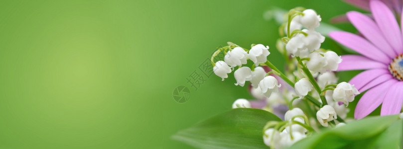 铃铛兰自然盛满鲜花的束全美观绿背景开花的山谷里百合丽图片