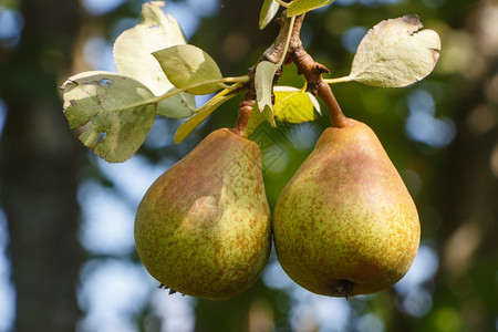 水果夏季在园的梨树上熟子分支食物图片