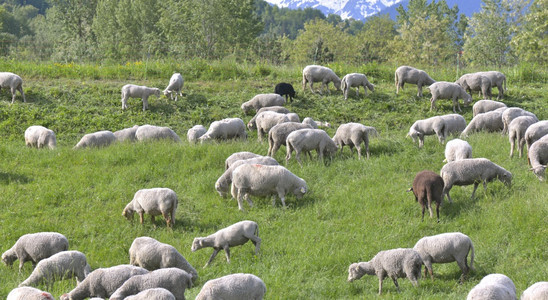 正在吃草的羊群图片