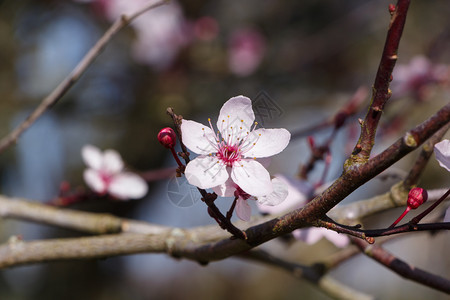 冬日里的花朵图片