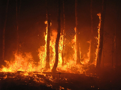 自然森林火灾的大黄色图片