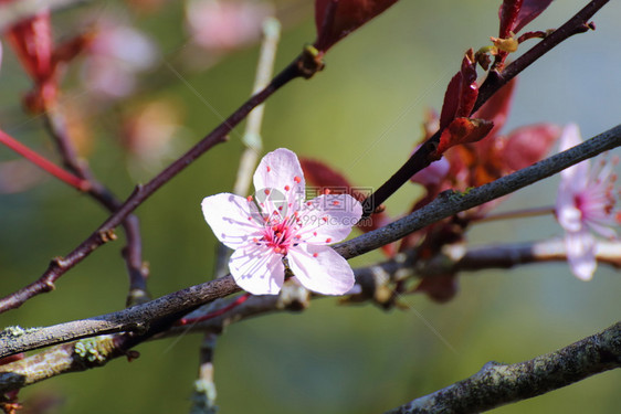 冬日里的花朵图片