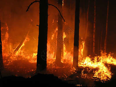 火焰森林中的燃烧伤图片
