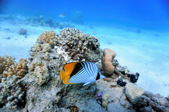 深的水珊瑚礁上蝴蝶鱼蓝色图片
