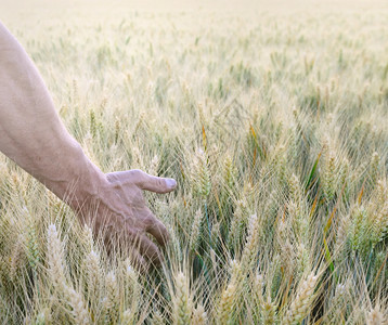 接触手摸着大麦的耳朵在田里人们小麦图片