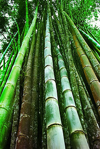 自然户外树木亚洲竹林图片