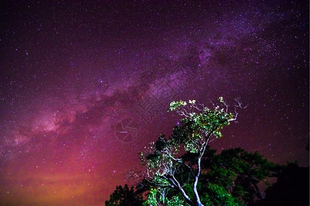 森林里的星空图片