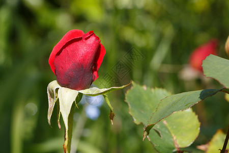 植物园艺春天在花的红玫瑰芽自然图片